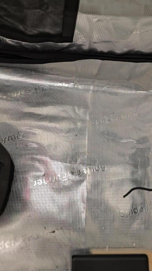 Hazel the ammi plant