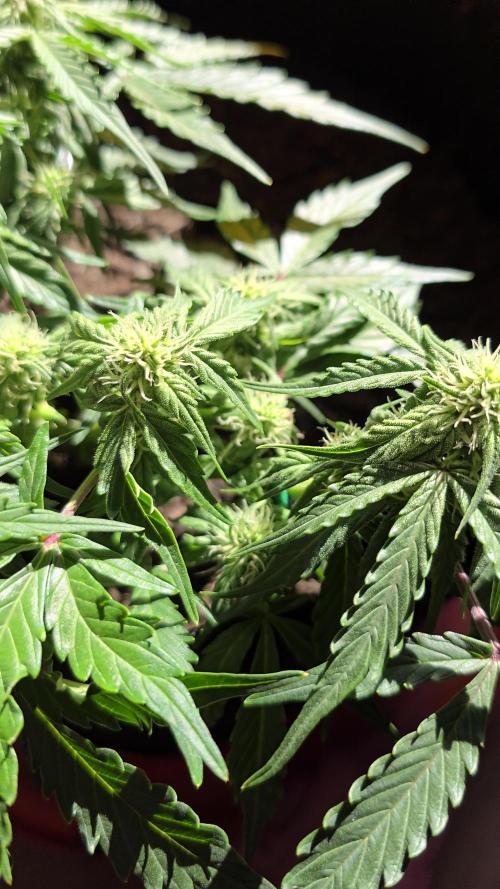 Hazel the ammi plant