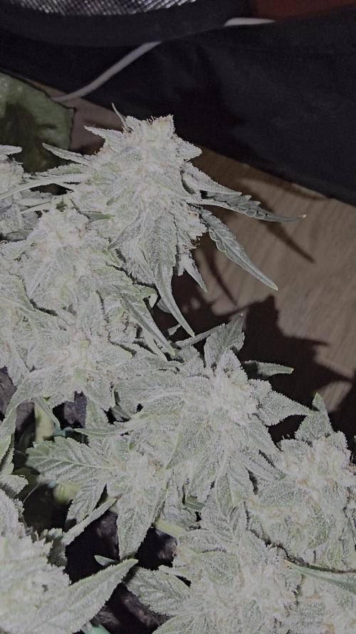 Hazel the ammi plant