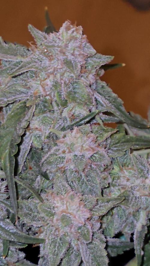 Hazel the ammi plant