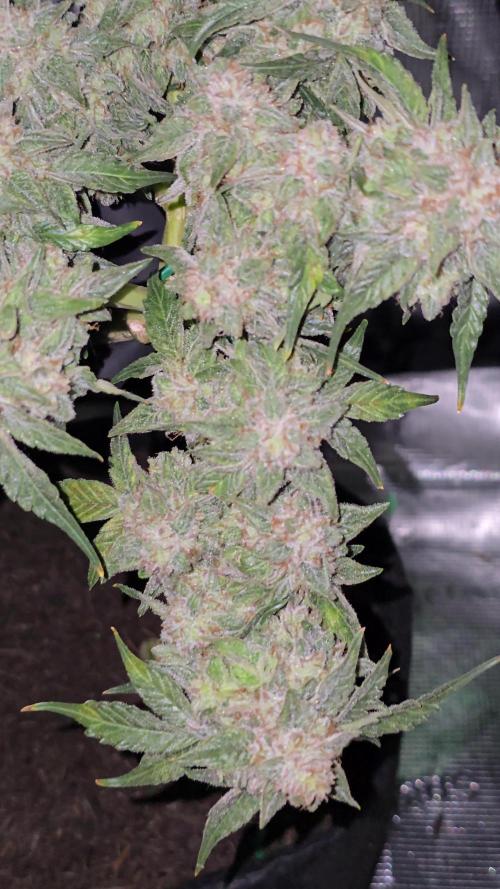 Hazel the ammi plant