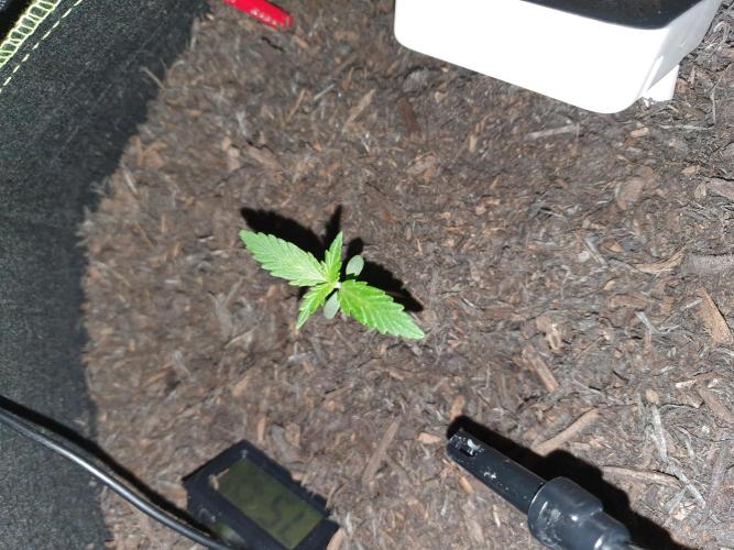 Weed name Beyonce. Week 0
