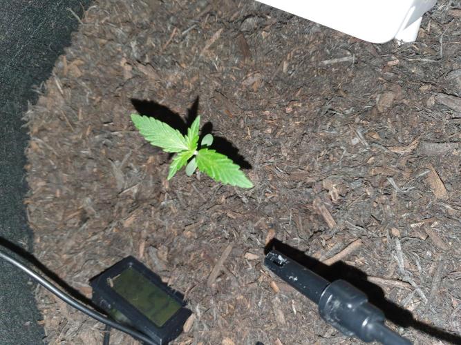 Weed name Beyonce. Week 0