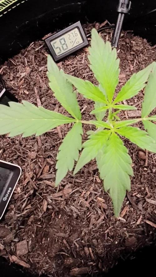 Weed name Beyonce