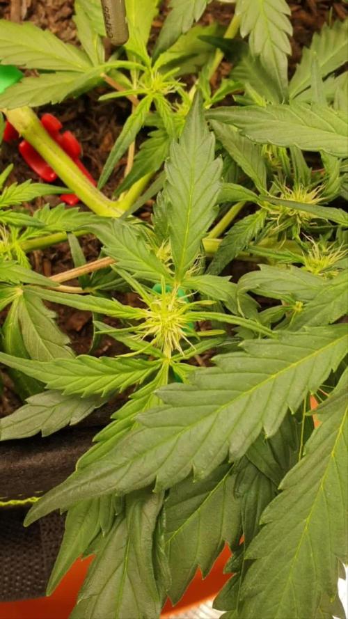 Weed name Beyonce