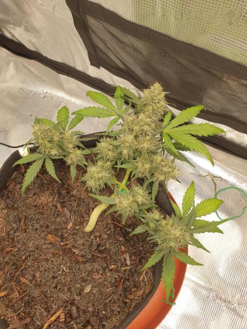 Special Queen Auto 1. Week 4