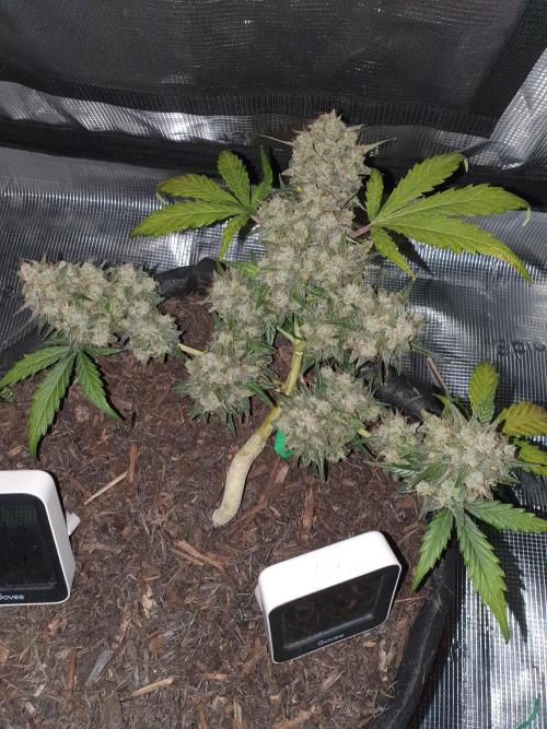 Weed name Beyonce. Week 5