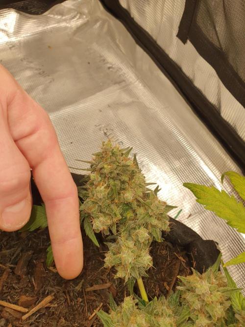 Weed name Beyonce. Week 5