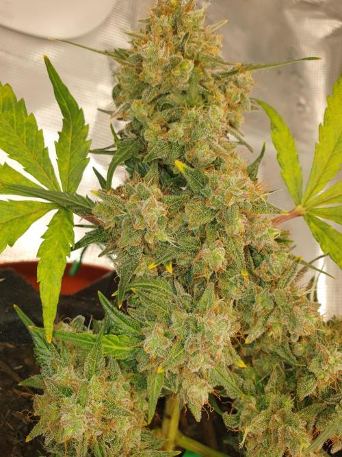 Weed name Beyonce. Week 5 - The main cola is a beast and is stinking up the place now 