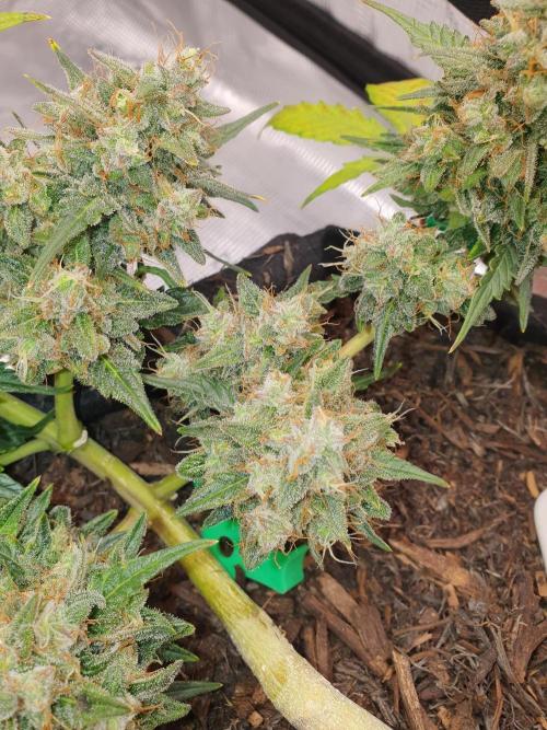 Weed name Beyonce. Week 5