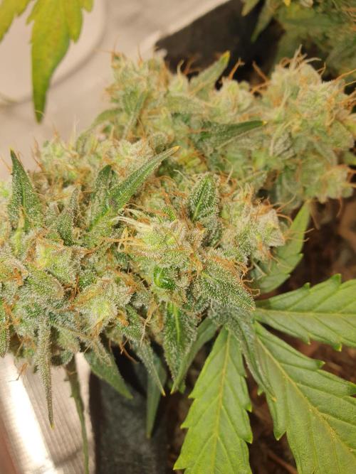 Weed name Beyonce. Week 5