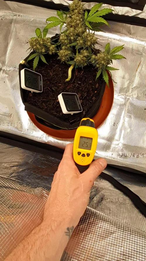 Weed name Beyonce