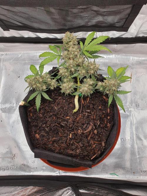 Weed name Beyonce. Week 5