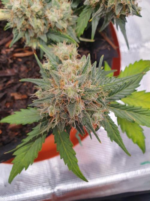 Weed name Beyonce. Week 5 - Beautiful think buds very dence and sticky 