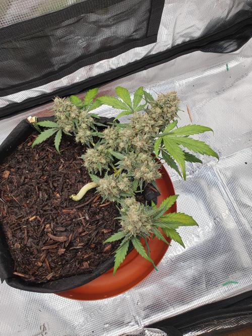 Weed name Beyonce. Week 5