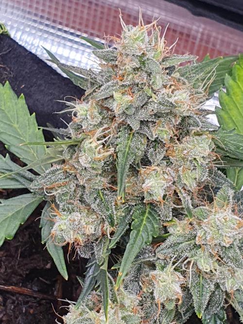 Weed name Beyonce. Week 5