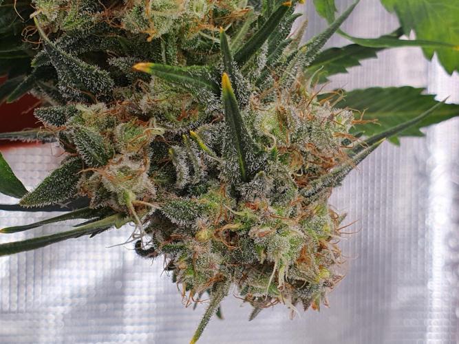 Weed name Beyonce. Week 5