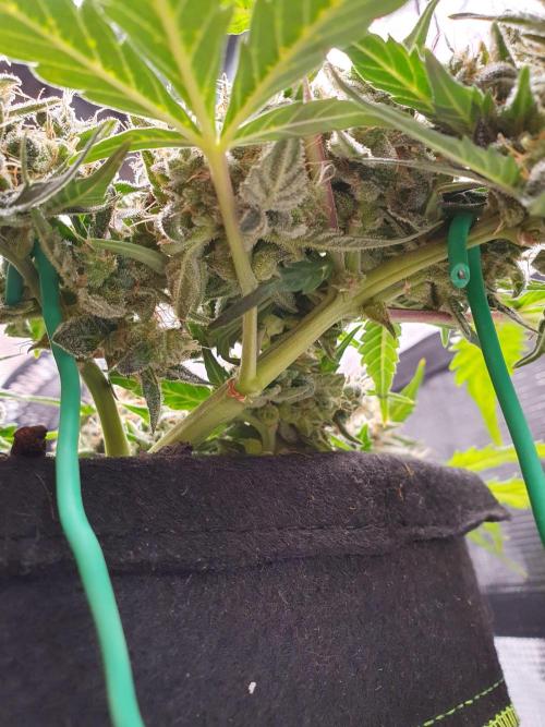 Weed name Beyonce. Week 5