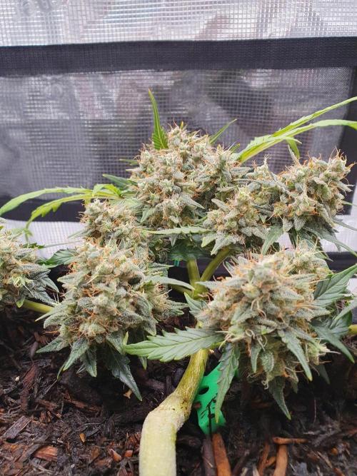 Weed name Beyonce. Week 5
