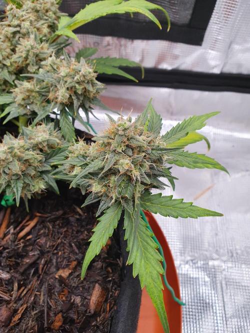 Weed name Beyonce. Week 5