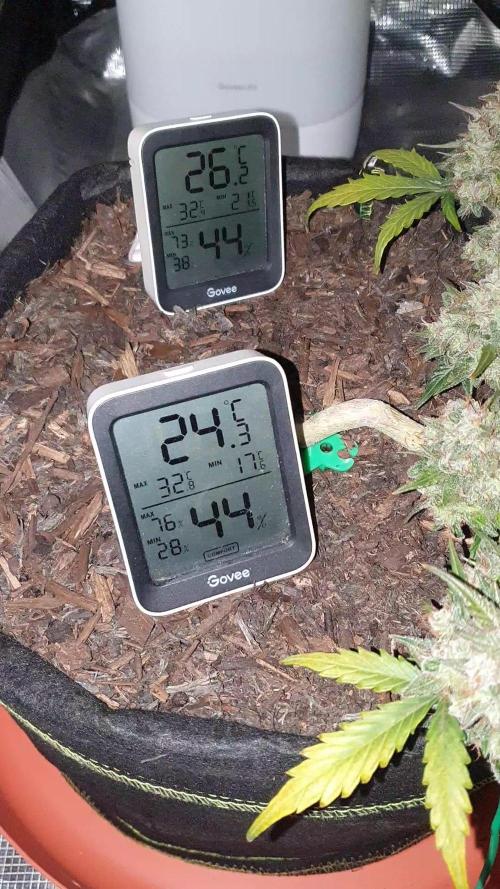 Weed name Beyonce