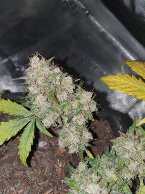 Weed name Beyonce. Week 6