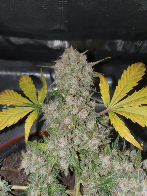 Weed name Beyonce. Week 6