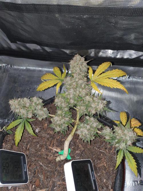 Weed name Beyonce. Week 6 - She looks small ? but I bet she packs a punch 🤞🤞