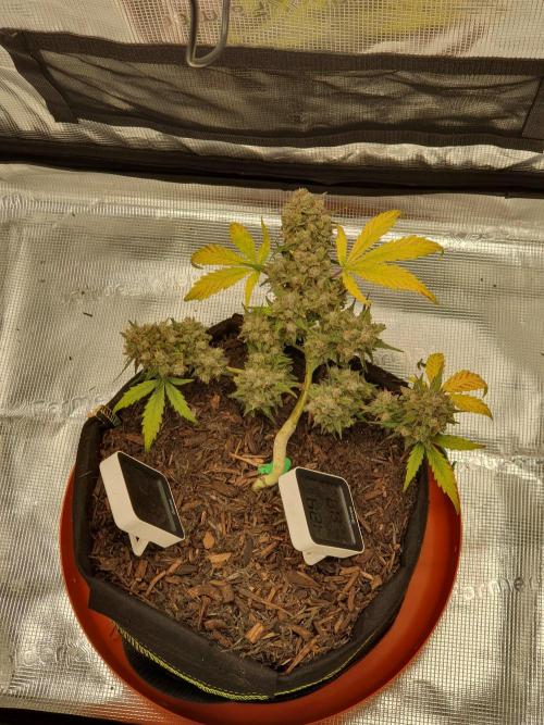 Special Queen Auto 1. Week 6