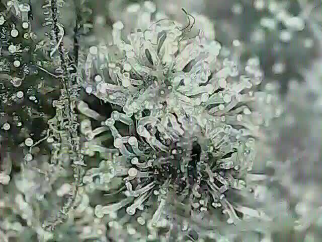 Weed name Beyonce