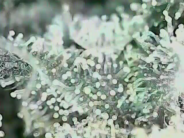 Weed name Beyonce