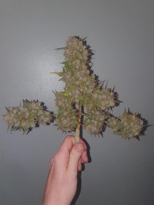 Weed name Beyonce. Week 7