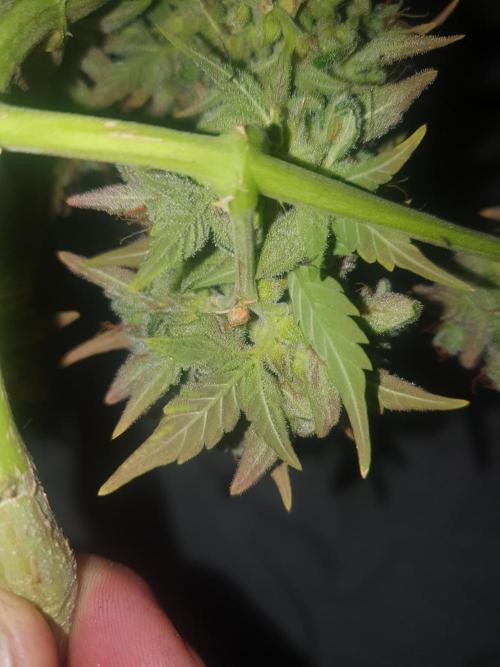 Weed name Beyonce. Week 7