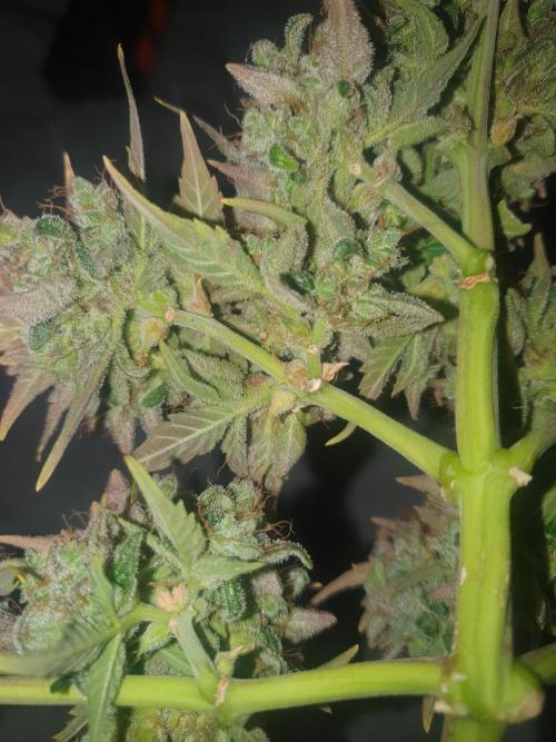 Weed name Beyonce. Week 7
