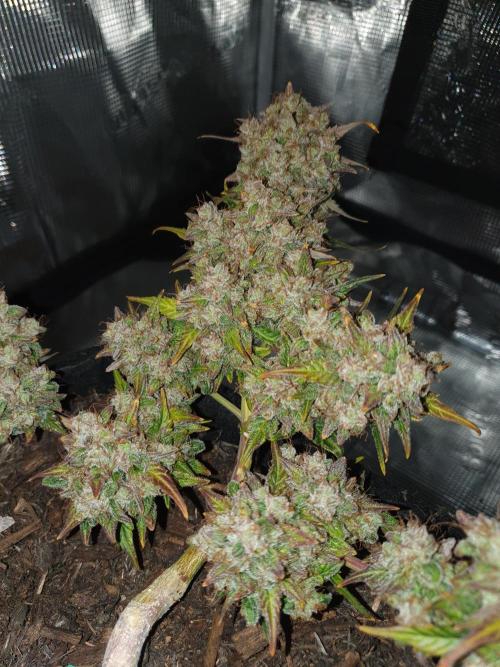 Weed name Beyonce. Week 7