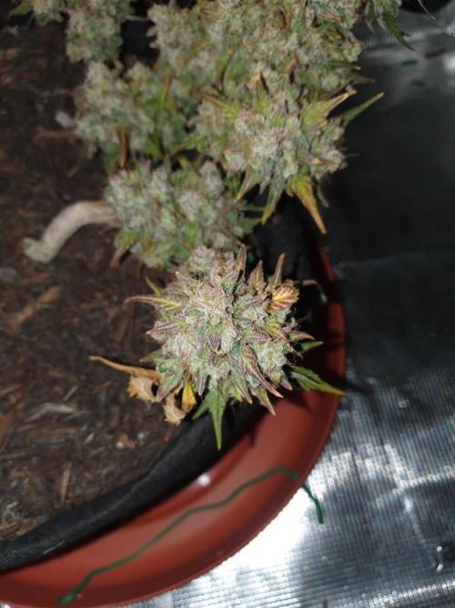 Weed name Beyonce. Week 7