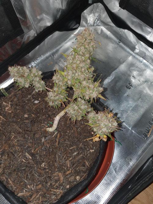 Weed name Beyonce. Week 7