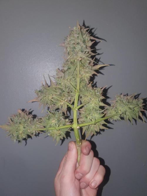 Weed name Beyonce. Week 7