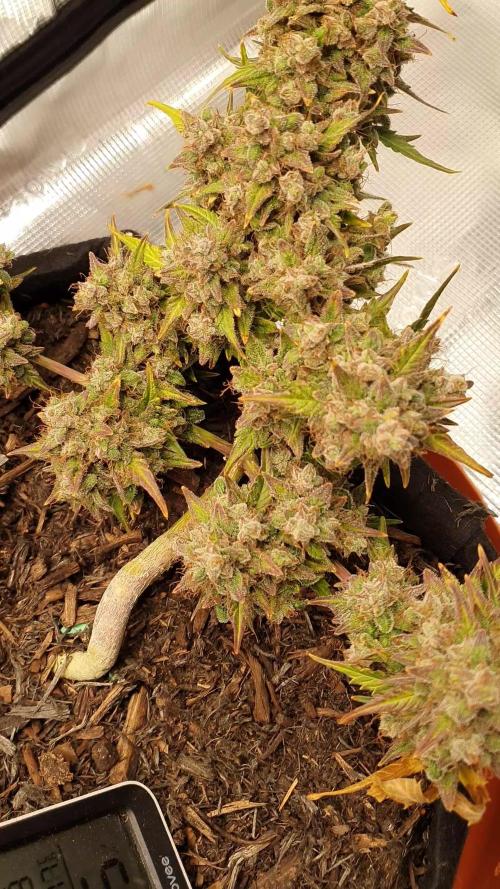 Weed name Beyonce