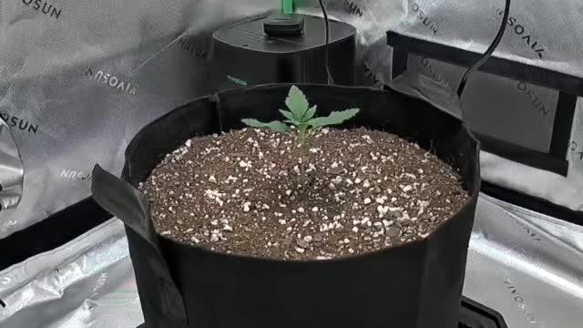 Gorilla Cookies Auto