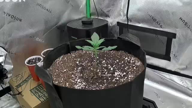 Gorilla Cookies Auto