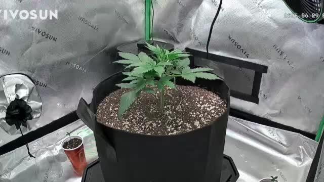 Gorilla Cookies Auto