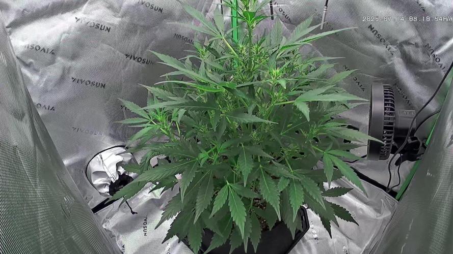 Gorilla Cookies Auto