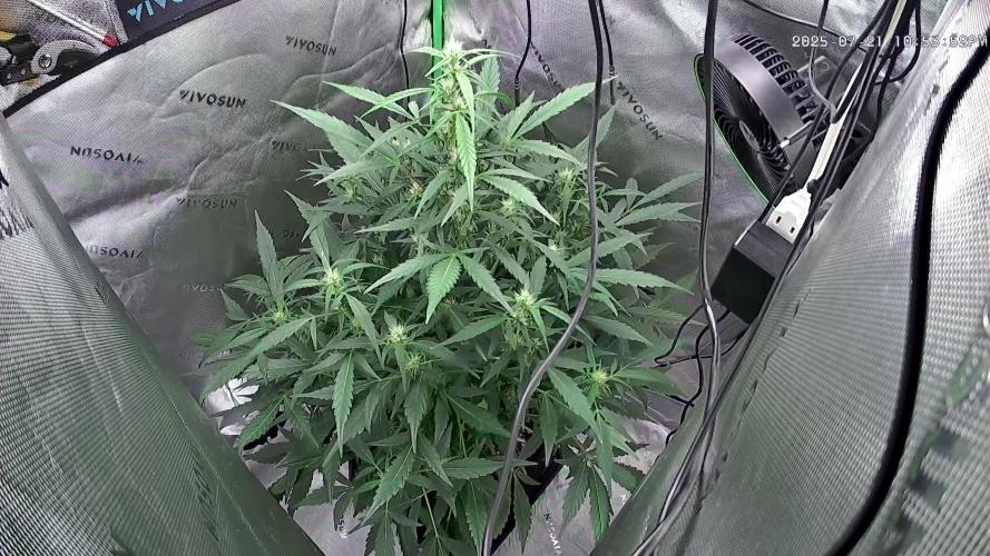 Gorilla Cookies Auto