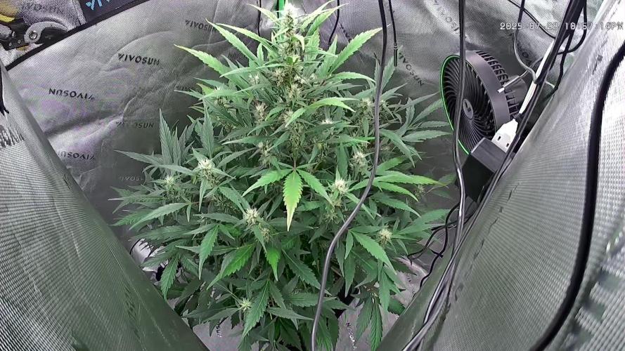 Gorilla Cookies Auto