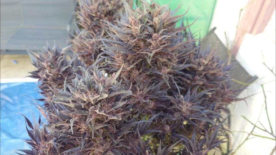 🌱🌱🌱Garden Eden 🌱🌱🌱