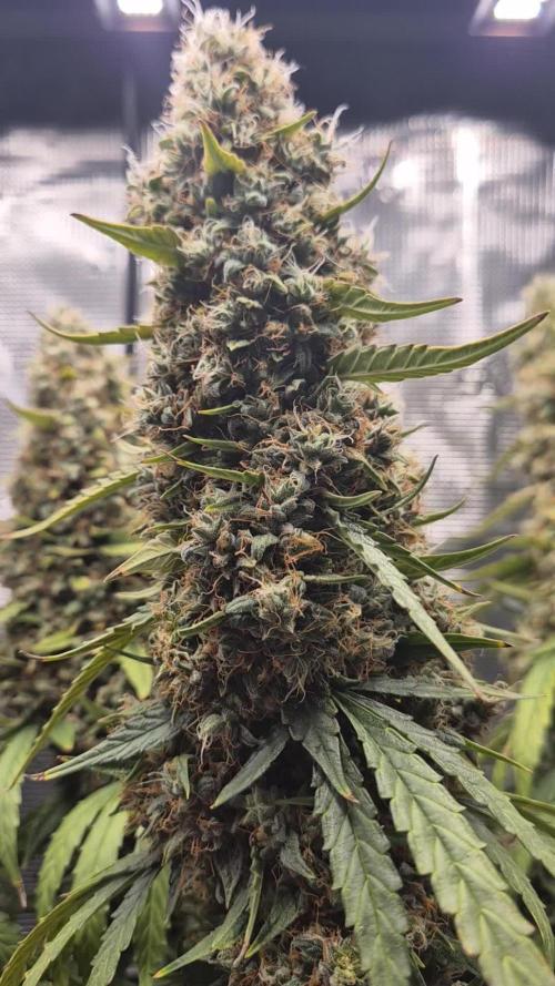 Hyperion F1 Auto RQS