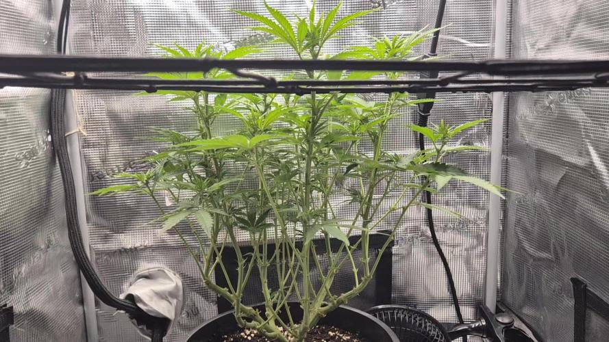 Ministry of Cannabis - God's Glue (fem.)