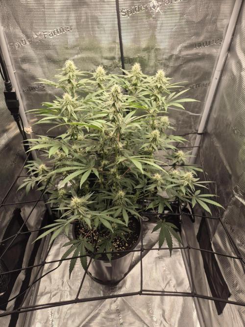 Ministry of Cannabis - God's Glue (fem.). Week 11