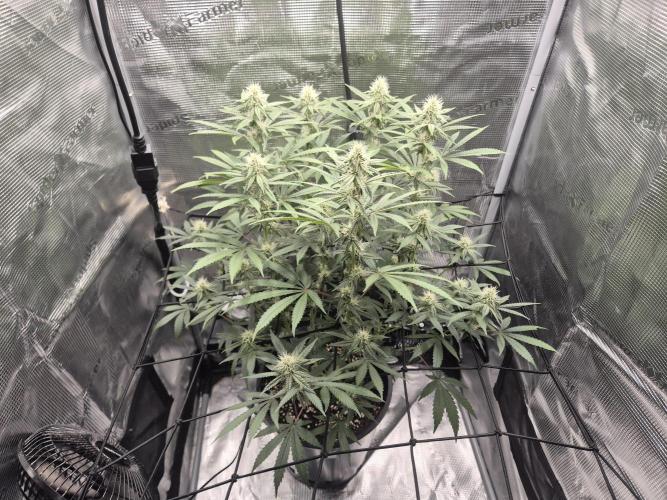 Ministry of Cannabis - God's Glue (fem.). Week 11